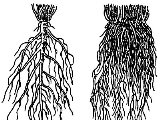 Анатомическое строение корня
