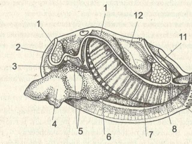 Дыхательная система моллюсков