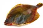 Камбала: полезные свойства Морская рыба камбала полезные свойства