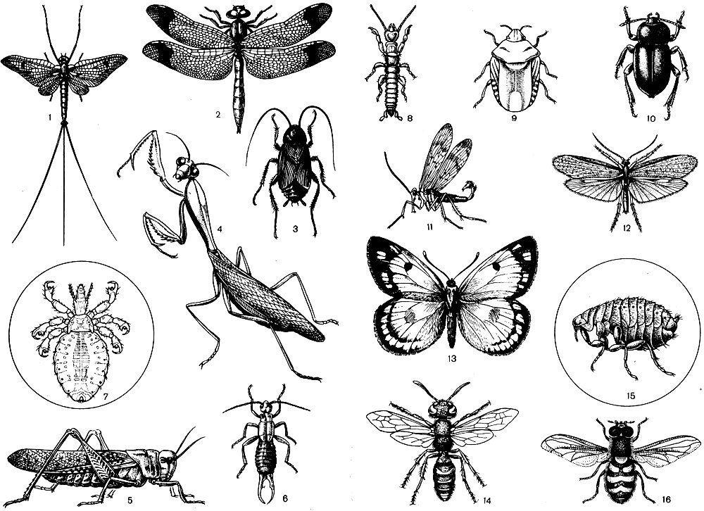 Рисунок класса насекомых. Стрекоза отряд Прямокрылые. Отряды Таракановые Прямокрылые уховертки поденки. Отряды Таракановые поденки. Прямокрылые поденки.